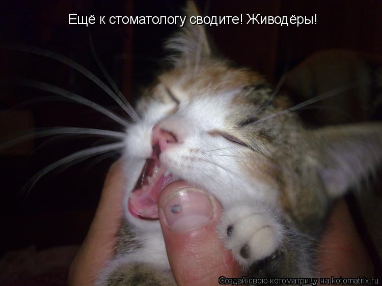Ещё к стоматологу сводите! Живодёры!... Котоматрица: Ещё к стоматологу сводите! Живодёры!