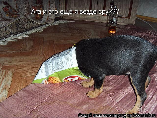 Ага и это ещё я везде сру???... Котоматрица: Ага и это ещё я везде сру???