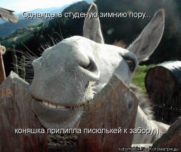 Однажды в студеную зимнию пору... коняшка прилипла писюлькей к забору))...... Котоматрица: Однажды в студеную зимнию пору... коняшка прилипла писюлькей к забору))...