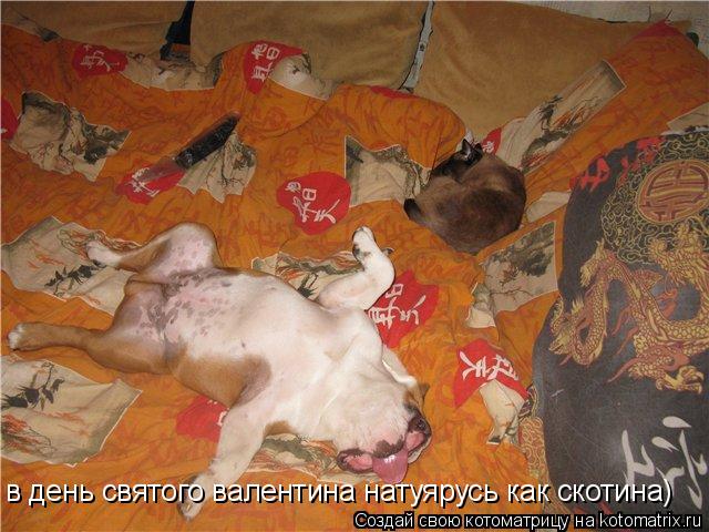 Котоматрица: в день святого валентина натуярусь как скотина)