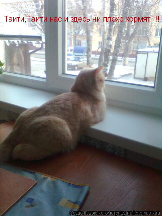 Котоматрица: Таити,Таити нас и здесь ни плохо кормят !!!