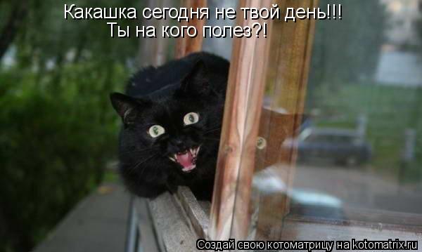 Котоматрица: Какашка сегодня не твой день!!! Ты на кого полез?!