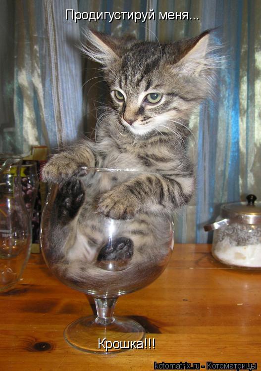Котоматрица: Продигустируй меня... Крошка!!!