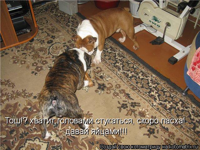 Котоматрица: Тош!? хватит головами стукаться, скоро пасха!   давай яйцами!!!