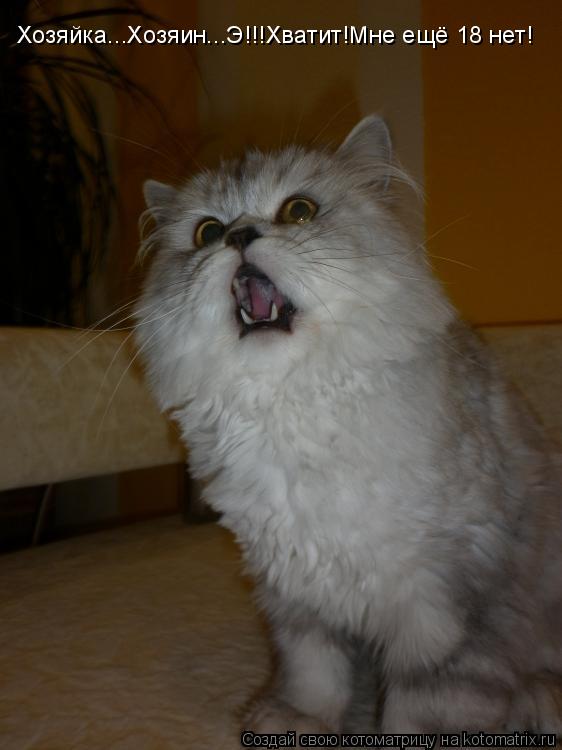 Котоматрица: Хозяйка...Хозяин...Э!!!Хватит!Мне ещё 18 нет!
