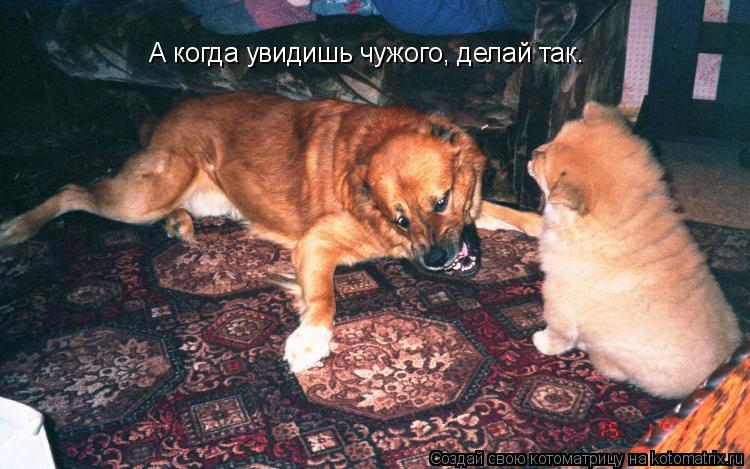 Котоматрица: А когда увидишь чужого, делай так.