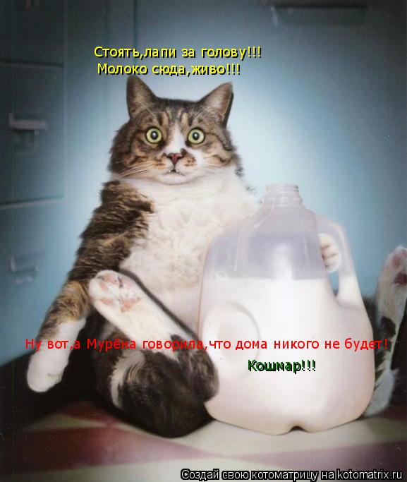 Котоматрица: Стоять,лапи за голову!!! Молоко сюда,живо!!! Ну вот,а Мурёна говорила,что дома никого не будет! Кошмар!!!