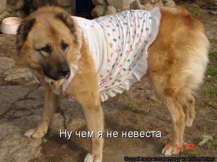 Котоматрица: Ну чем я не невеста