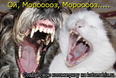 Котоматрица: Ой, Морооооз, Морооооз.....