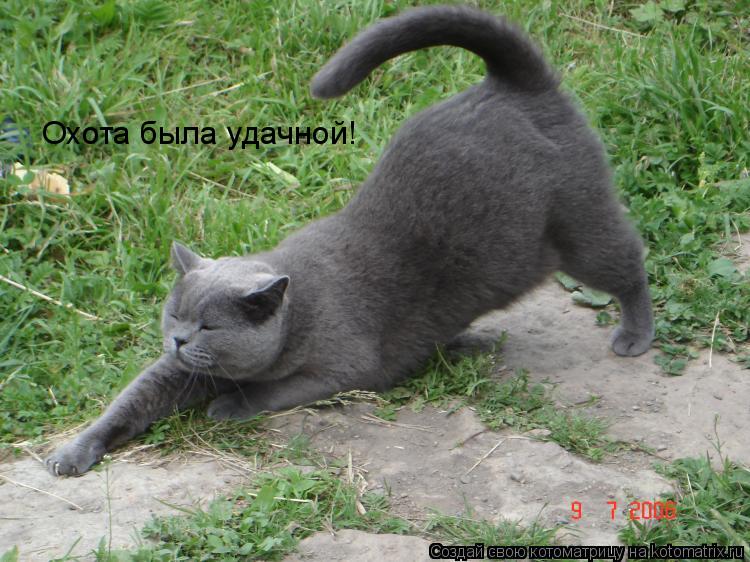 Котоматрица: Охота была удачной!