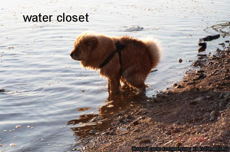 Котоматрица: water closet