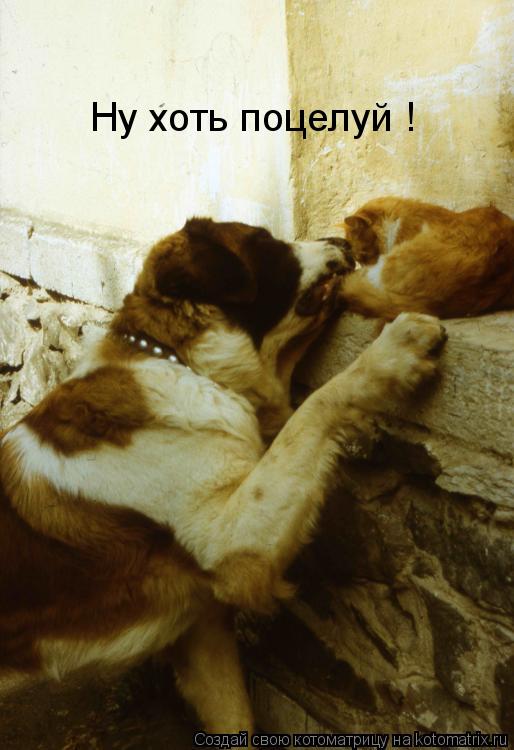 Котоматрица: Ну хоть поцелуй !