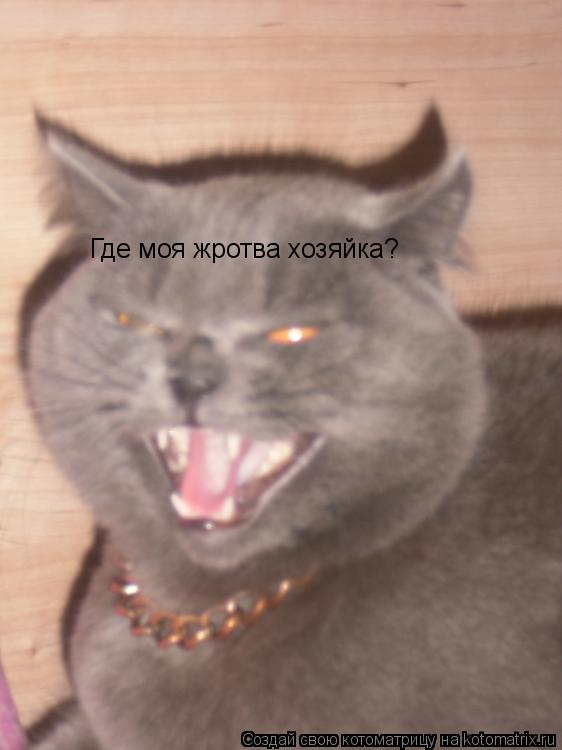 Котоматрица: Где моя жротва хозяйка?