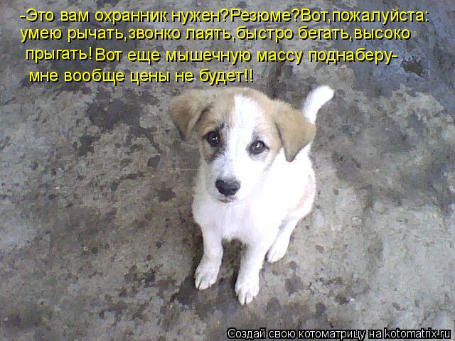 Котоматрица: -Это вам охранник нужен?Резюме?Вот,пожалуйста: умею рычать,звонко лаять,быстро бегать,высоко прыгать! Вот еще мышечную массу поднаберу- мне 