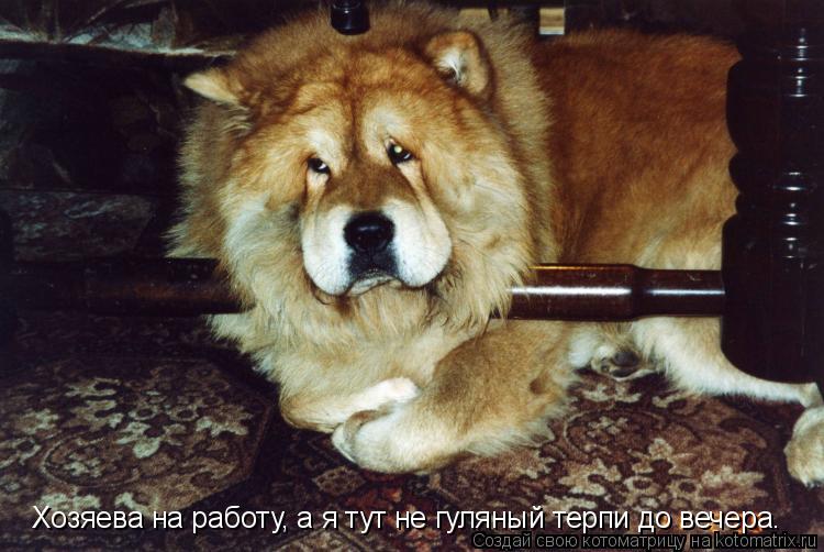 Котоматрица: Хозяева на работу, а я тут не гуляный терпи до вечера.