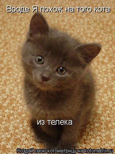 Котоматрица: Вроде Я похож на того кота  из телека