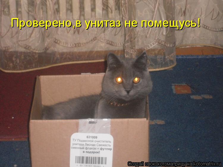 Котоматрица: Проверено,в унитаз не помещусь!