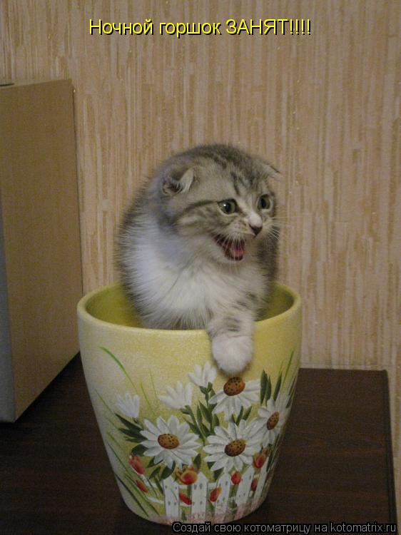 Котоматрица: Ночной горшок ЗАНЯТ!!!!