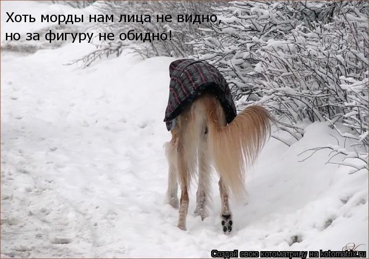 Котоматрица: Хоть морды нам лица не видно,  но за фигуру не обидно!