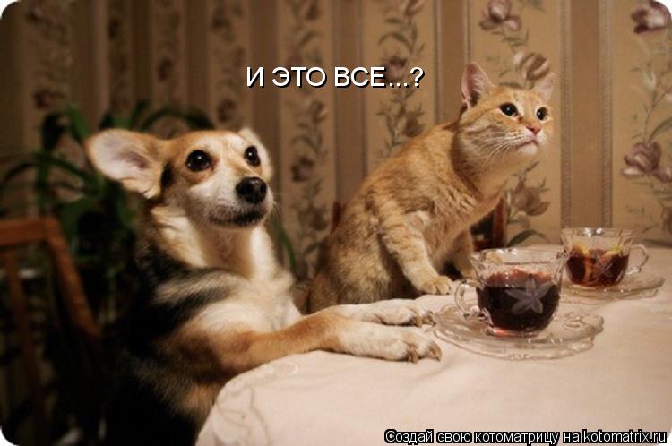 Котоматрица: И ЭТО ВСЕ...?