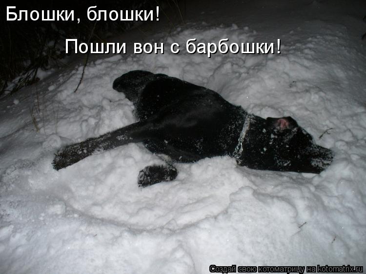 Котоматрица: Блошки, блошки! Пошли вон с барбошки!