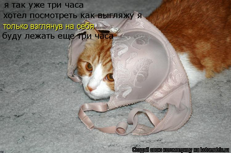 Котоматрица: я так уже три часа  хотел посмотреть как выгляжу я только взглянув на себя буду лежать еще три часа