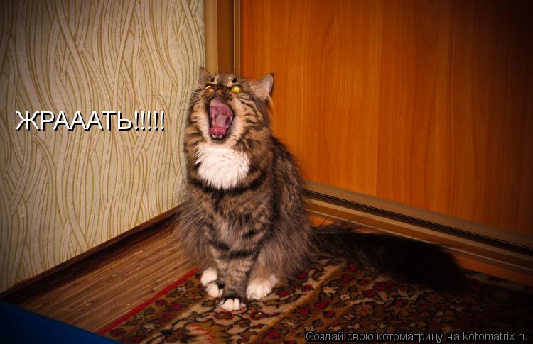 Котоматрица: ЖРАААТЬ!!!!!