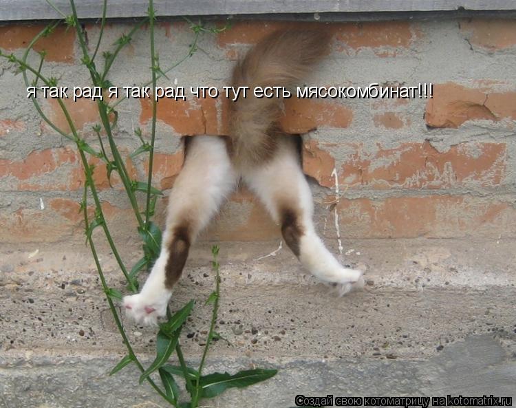 Котоматрица: я так рад я так рад что тут есть мясокомбинат!!!