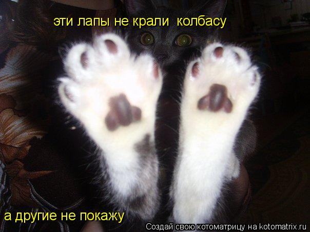 Котоматрица: эти лапы не крали  колбасу а другие не покажу