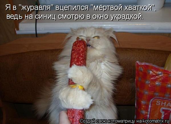 Котоматрица: Я в "журавля" вцепился "мёртвой хваткой", ведь на синиц смотрю в окно украдкой.