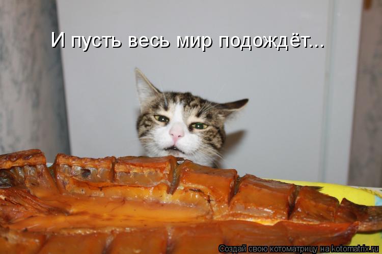 Котоматрица: И пусть весь мир подождёт...