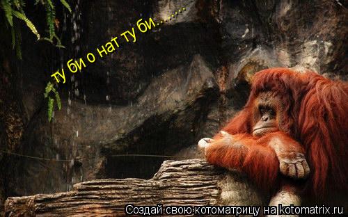 Котоматрица: ту би о нат ту би........