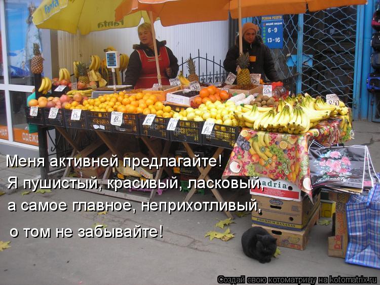 Котоматрица: Меня активней предлагайте! Я пушистый, красивый, ласковый, а самое главное, неприхотливый,  о том не забывайте!
