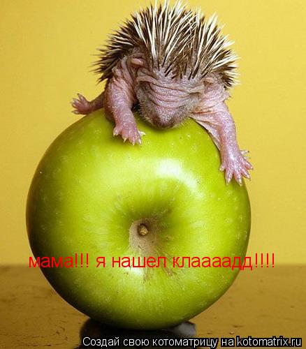 Котоматрица: мама!!! я нашел клаааадд!!!!