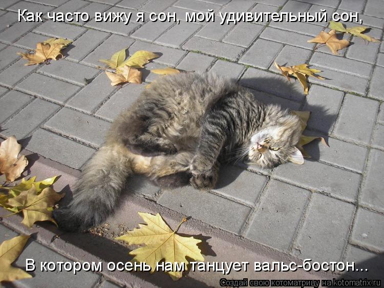 Котоматрица: Как часто вижу я сон, мой удивительный сон, В котором осень нам танцует вальс-бостон...