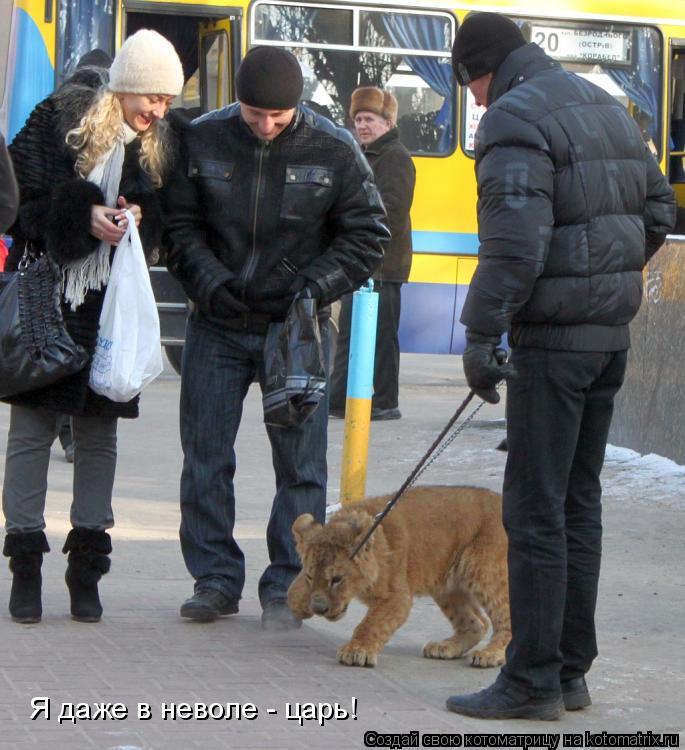 Котоматрица: Я даже в неволе - царь!