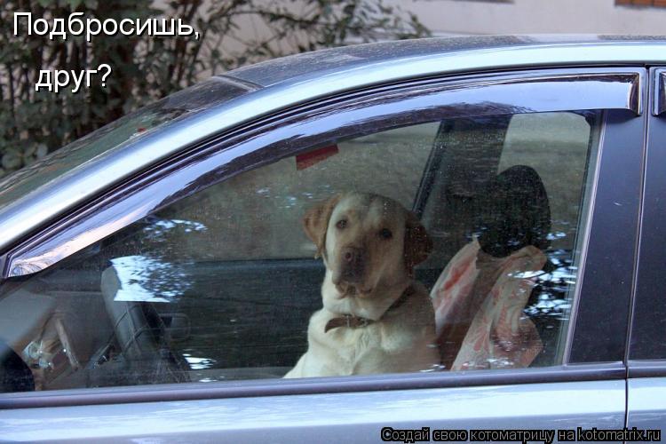 Котоматрица: Подбросишь, друг?
