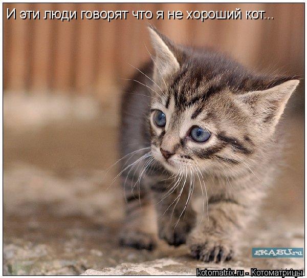Котоматрица: И эти люди говорят что я не хороший кот...