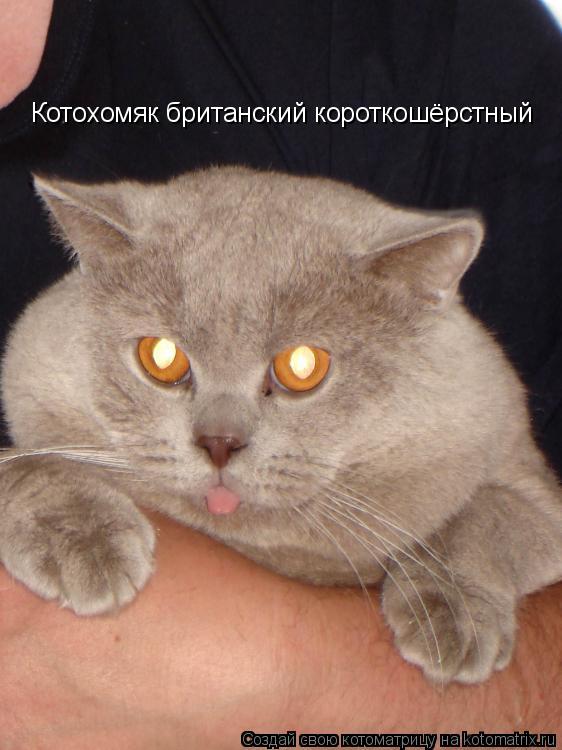 Котоматрица: Котохомяк британский короткошёрстный