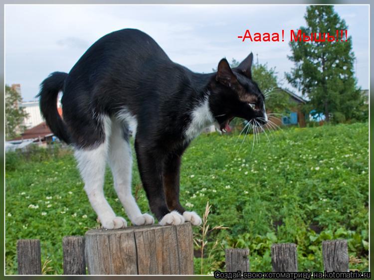 Котоматрица: -Аааа! Мышь!!!
