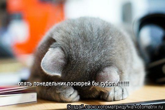 Котоматрица: опять понедельник поскорей бы субота!!!!!!!!