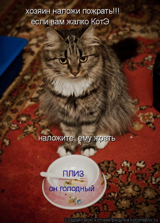 Котоматрица: хозяин наложи пожрать!!! если вам жалко КотЭ  наложите  ему жрать ПЛИЗ он голодный
