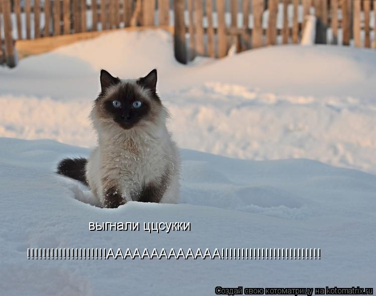 Котоматрица: выгнали ццсукки !!!!!!!!!!!!!!!!!!!!ААААААААААААА!!!!!!!!!!!!!!!!!!!!!!!!!