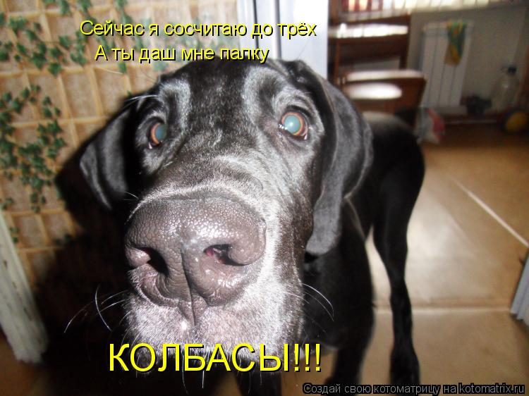 Котоматрица: Сейчас я сосчитаю до трёх А ты даш мне палку КОЛБАСЫ!!!