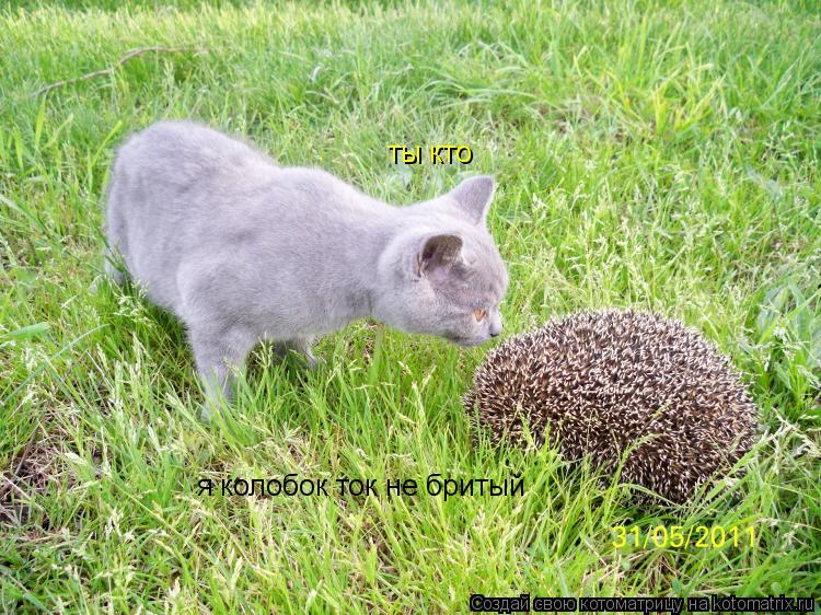 Котоматрица: ты кто я колобок ток не бритый