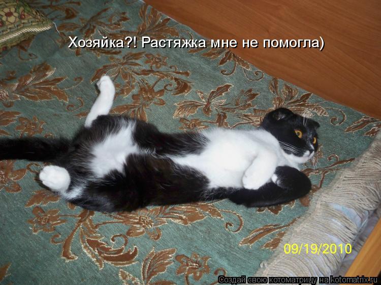 Хозяйка?! Растяжка мне не помогла)... Котоматрица: Хозяйка?! Растяжка мне не помогла)