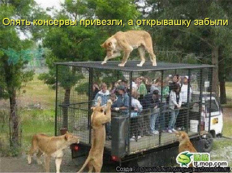 Опять консервы привезли, а открывашку забыли... Котоматрица: Опять консервы привезли, а открывашку забыли