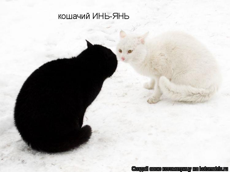 кошачий ИНЬ-ЯНЬ... Котоматрица: кошачий ИНЬ-ЯНЬ