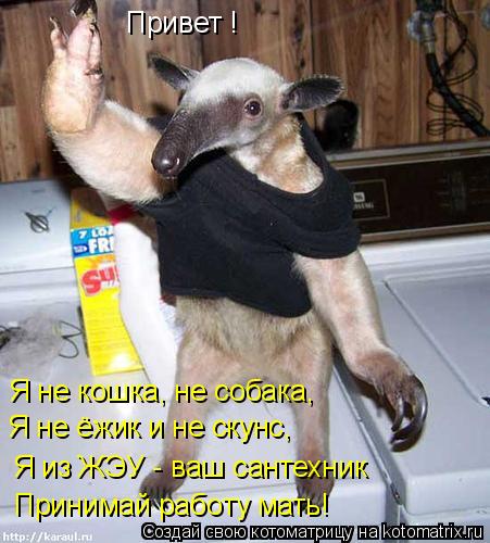 Привет ! Я не кошка, не собака, Я не ёжик и не скунс, Я из ЖЭУ - ваш сантехник Принимай работу мать!... Котоматрица: Привет ! Я не кошка, не собака, Я не ёжик и не скунс, Я из ЖЭУ - ваш сантехник Принимай работу мать!