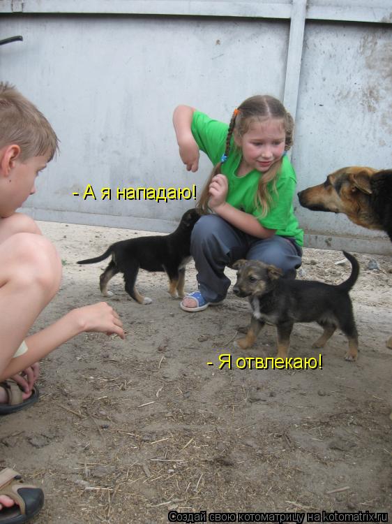 - Я отвлекаю! - А я нападаю!... Котоматрица: - Я отвлекаю! - А я нападаю!